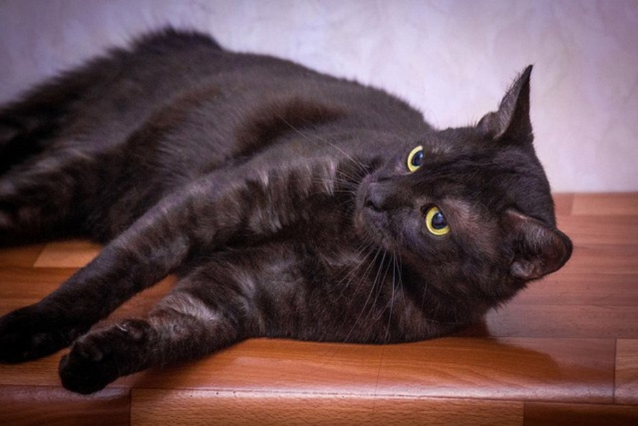 Черный дым британец котенок