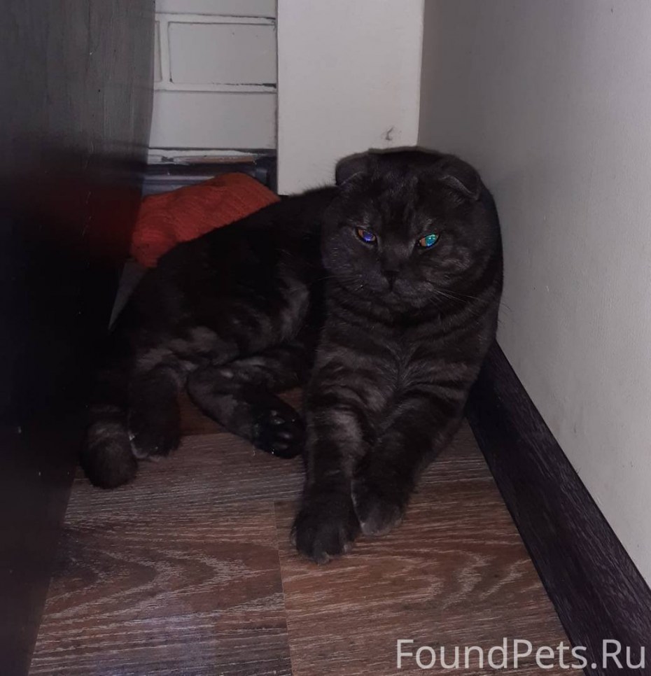 Дымчатый котенок британец