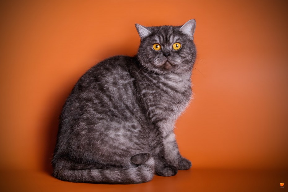 Фото котята черный дым