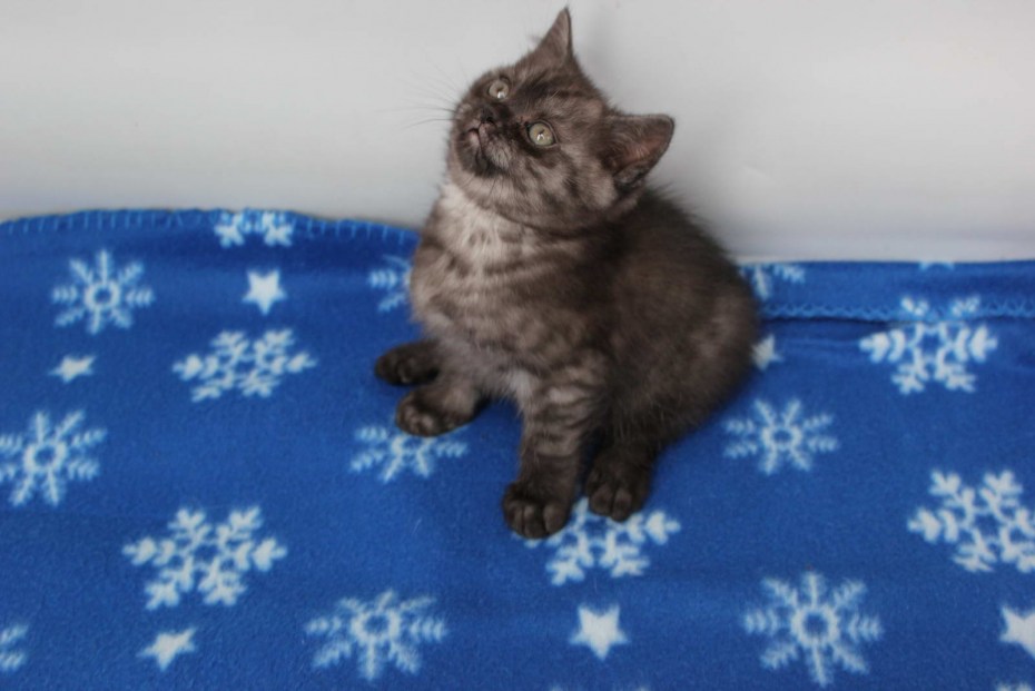 Дымчатый котенок британец