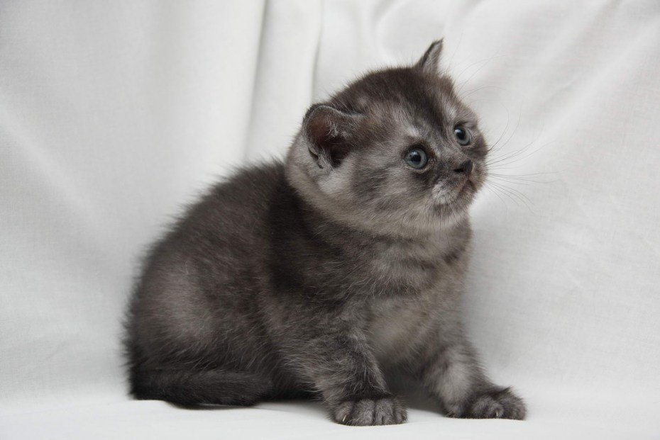 Прямоухий котенок шотландский черный дым