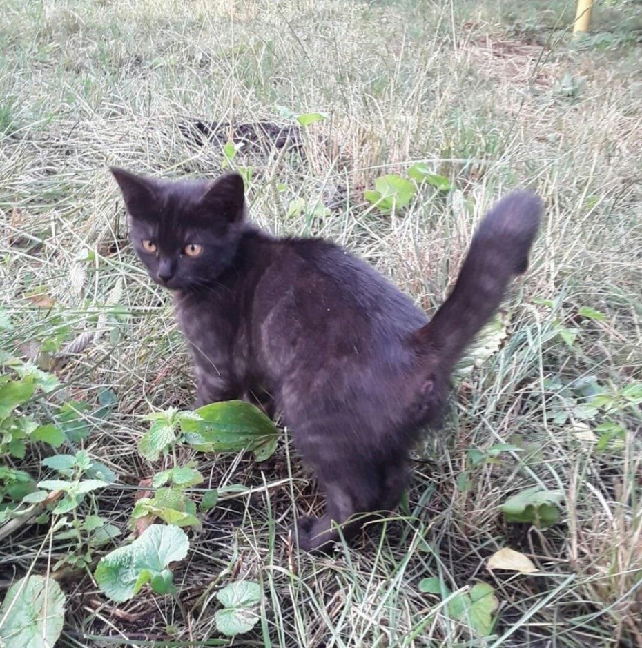 Котенок черный британец 3 месяца