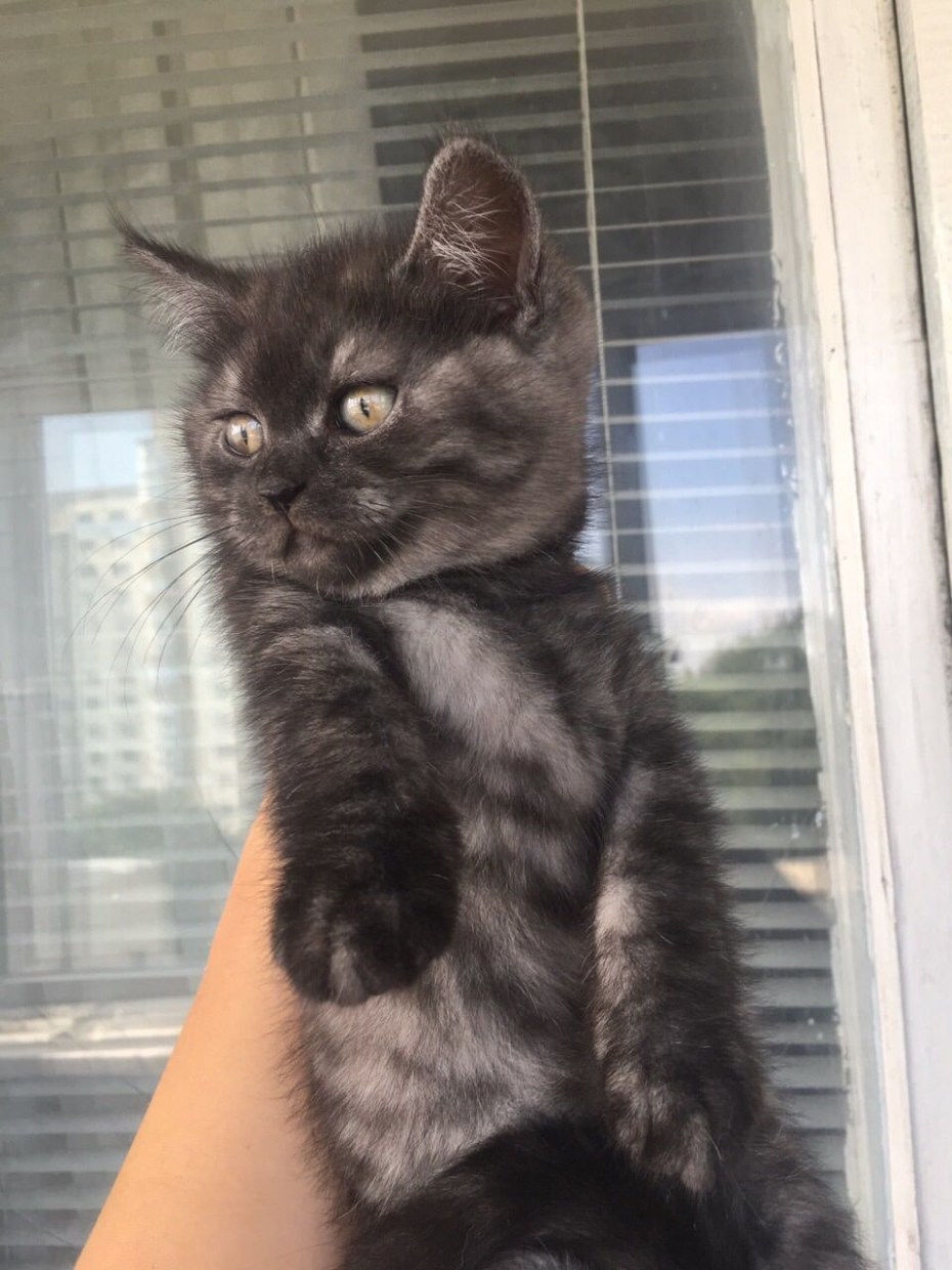 Окрас черный дым у кошек