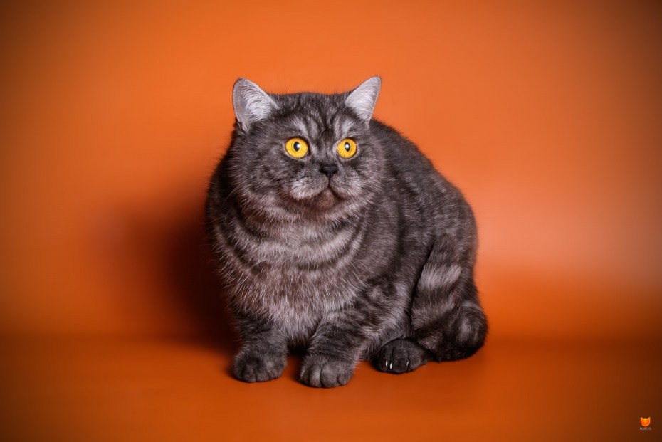 Шотландская кошка прямоухая черная