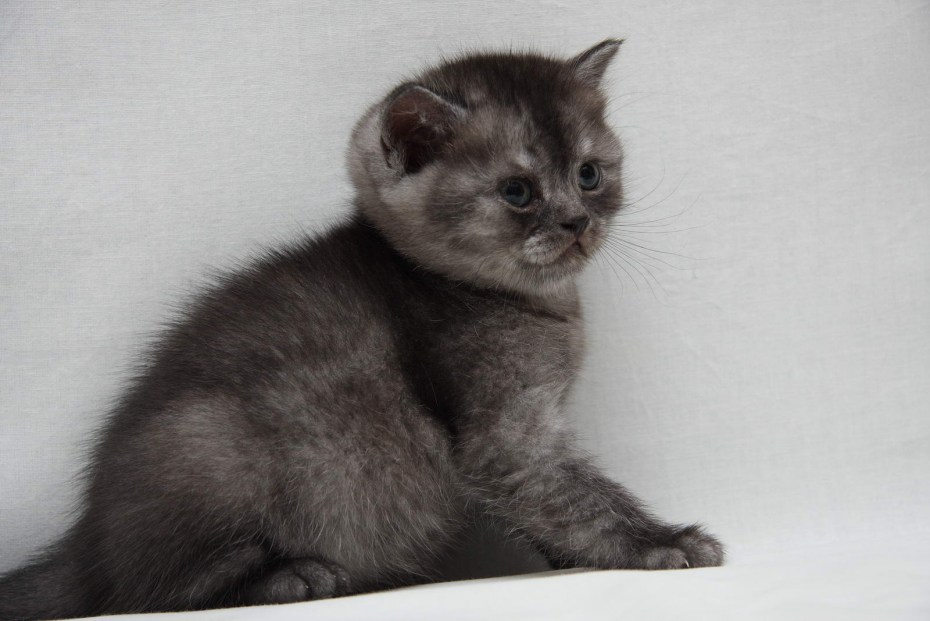 Шотландская кошка короткошерстная прямоухая черная