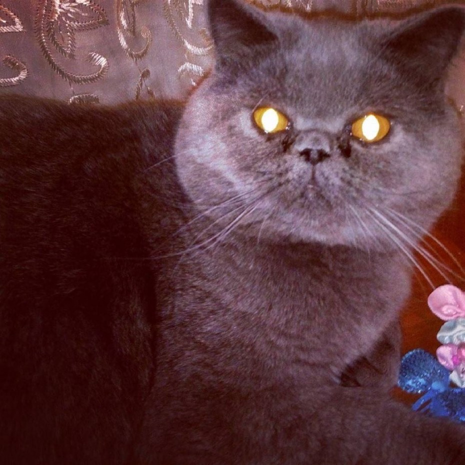 Окрас котенка черно дымчатый