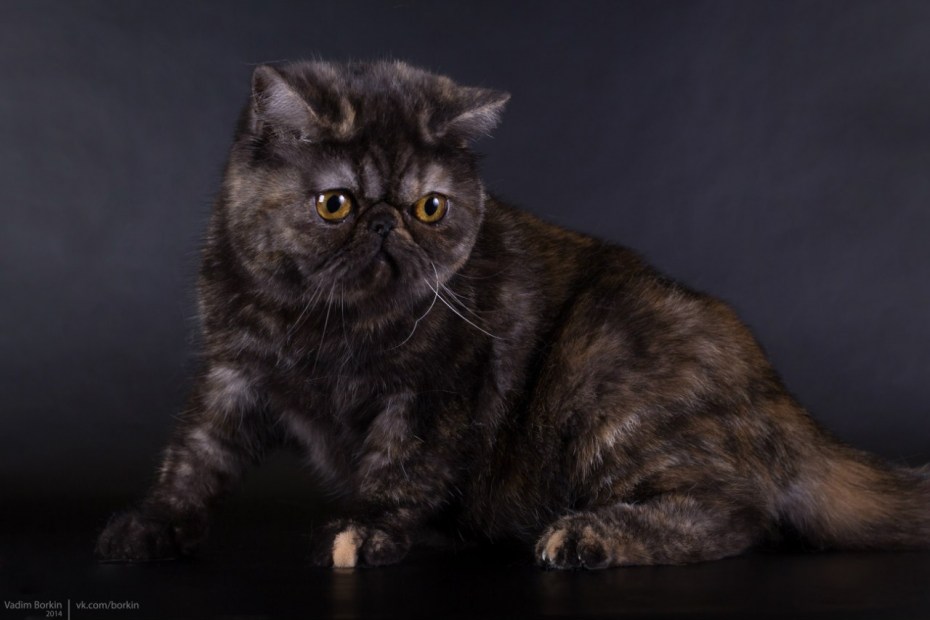 Шотландская вислоухая кошка черная
