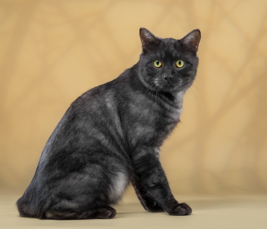 Скоттиш страйт черный котенок