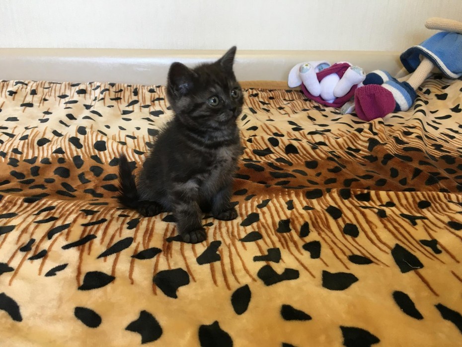 Шотландские котята скоттиш страйт черные
