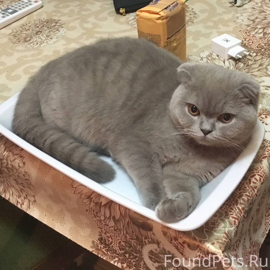 Шотландская вислоухая лиловая