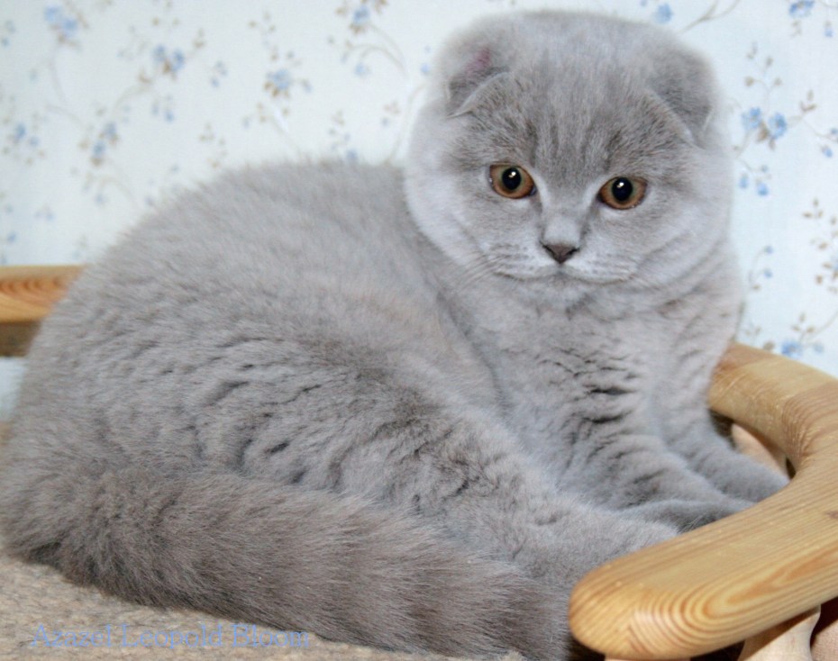Скоттиш фолд лиловый