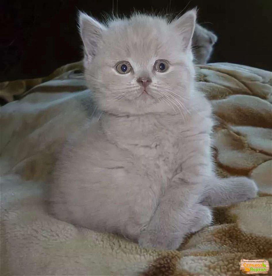 Лиловые Шотландские котята скоттиш страйт