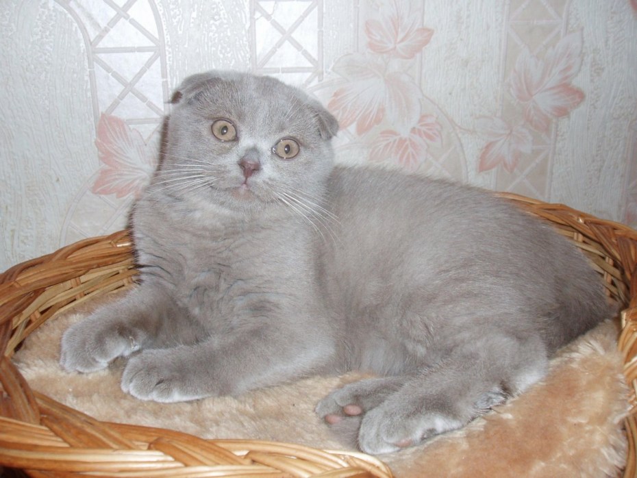 Лиловый шотландский вислоухий кот 2 месяца
