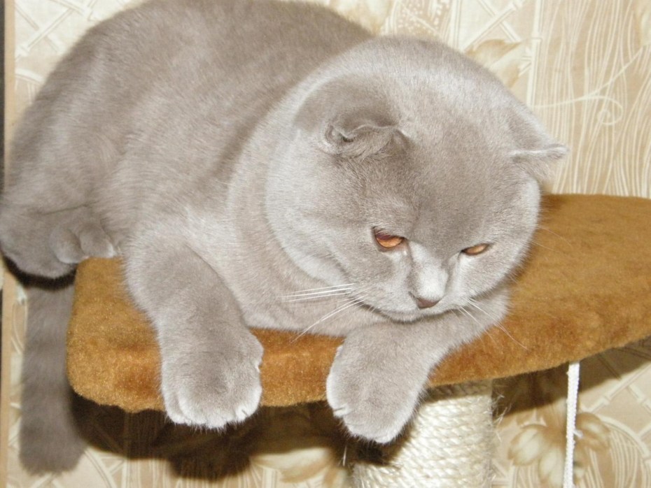 Шотландский кот на руках