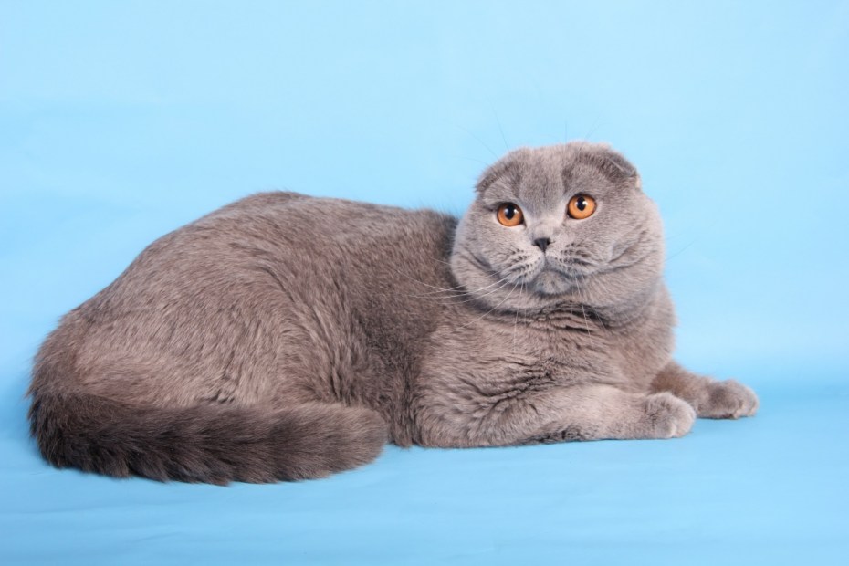 Питомник шотландских кошек Даймонд