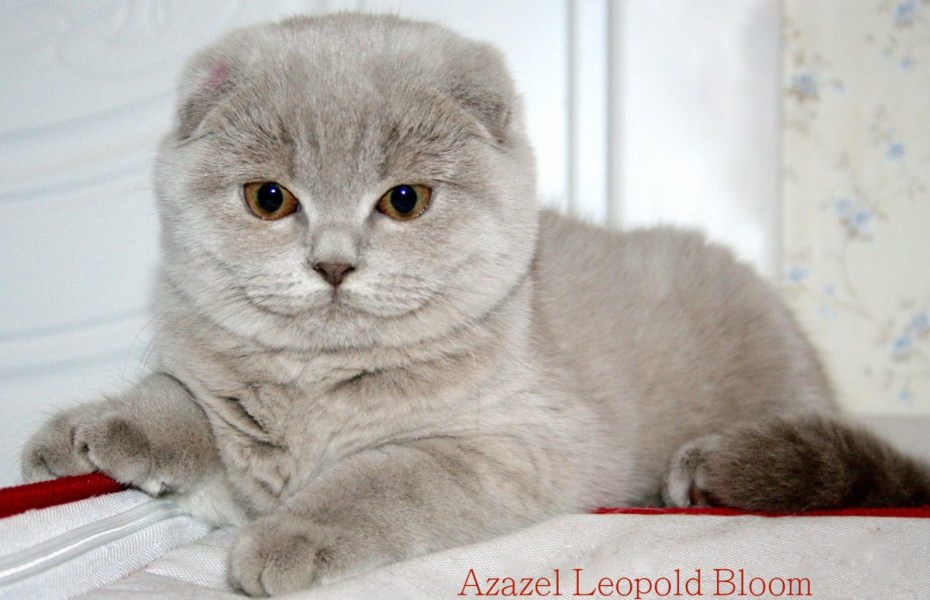 Котёнок шотландский вислоухий медвежьего типа