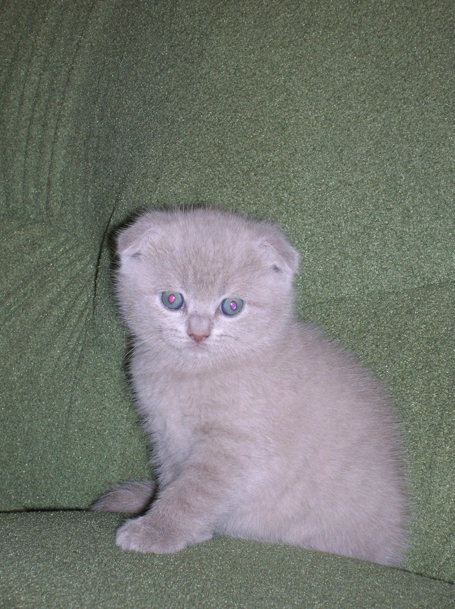 Котята Шотландские вислоухие лиловые