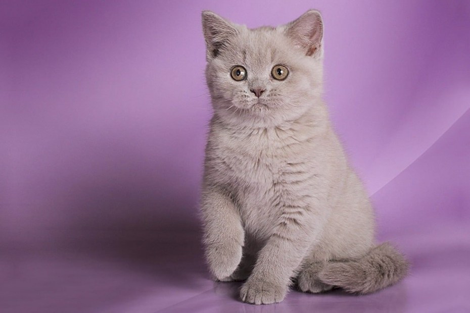 Шотландский скоттиш лиловый