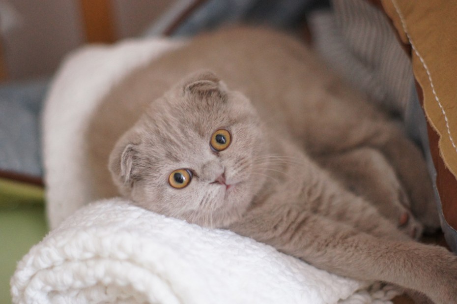 Скоттиш фолд лиловый