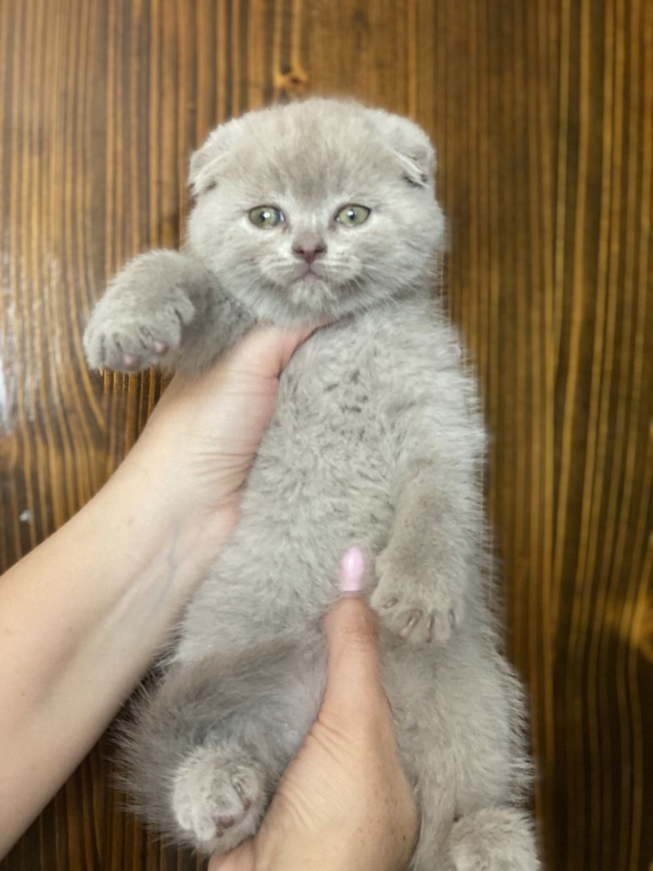 Котенок шотландский прямоухий лилового окраса