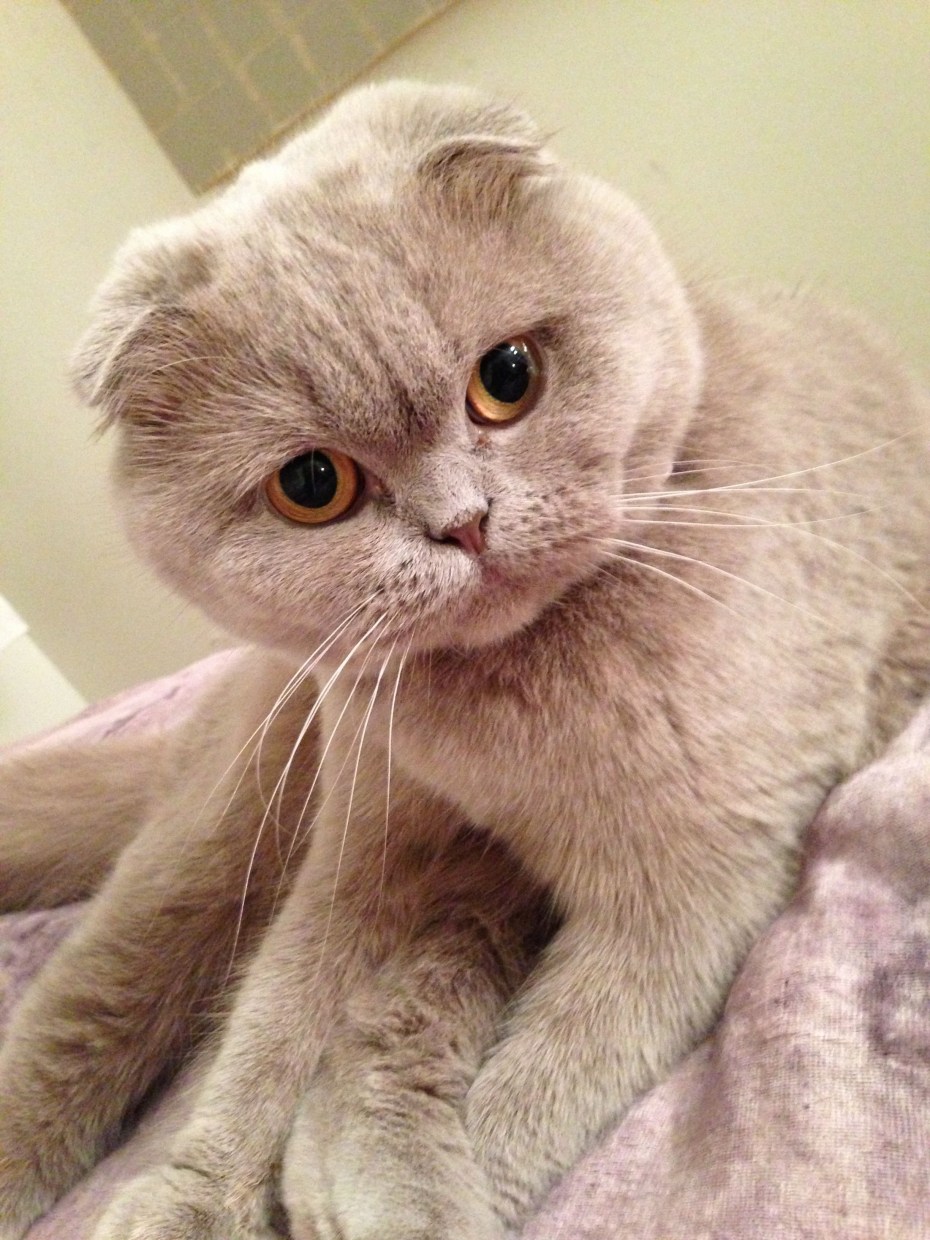 Шотландская вислоухая кошка лиловая