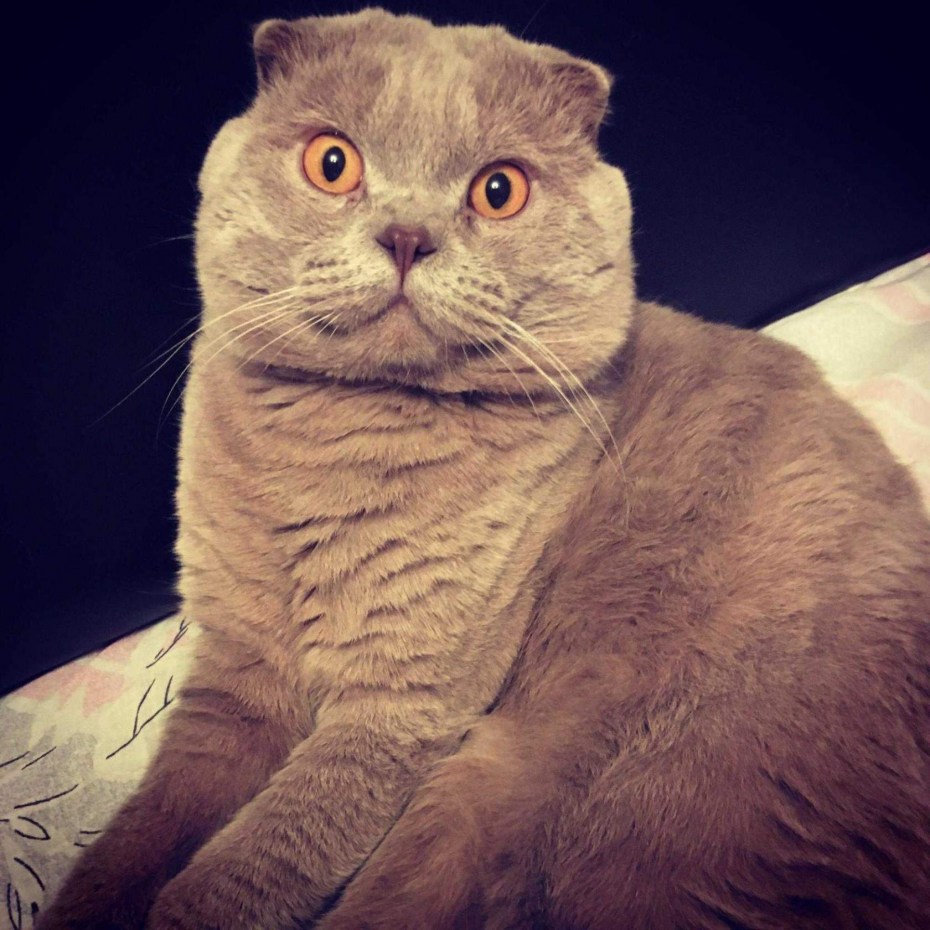 Скоттиш фолд чистокровный