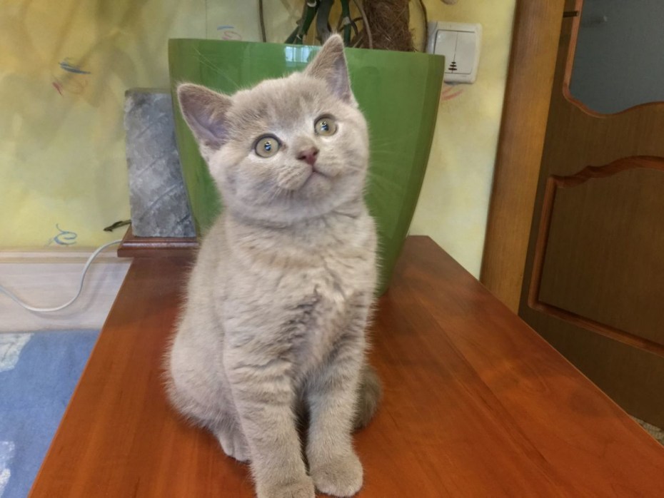 Лиловые Шотландские коты