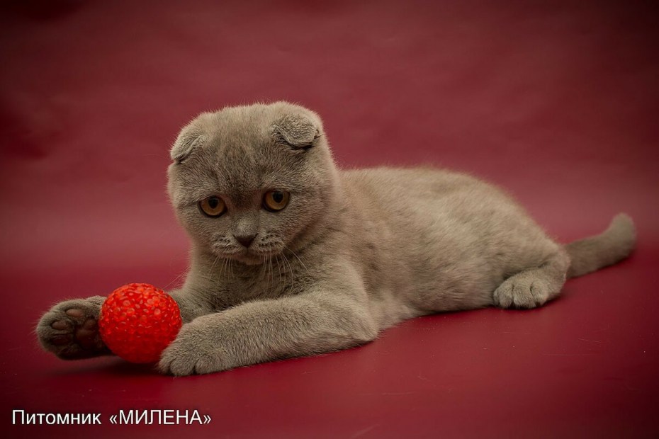 Скоттиш фолд лиловый