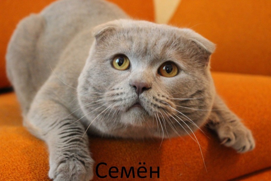 Лиловый шотландский вислоухий кот