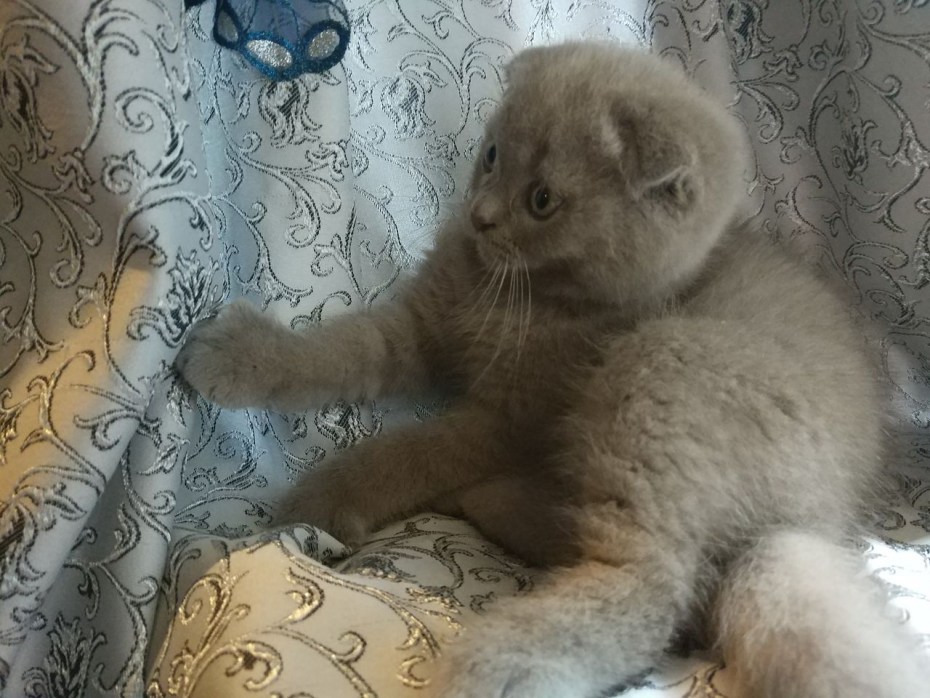 Лиловые медвежата вислоушки