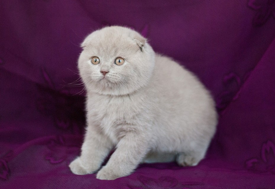 Шотландский скоттиш фолд лиловый клички