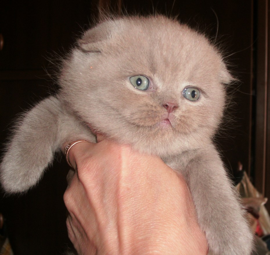 Скоттиш фолд лиловый