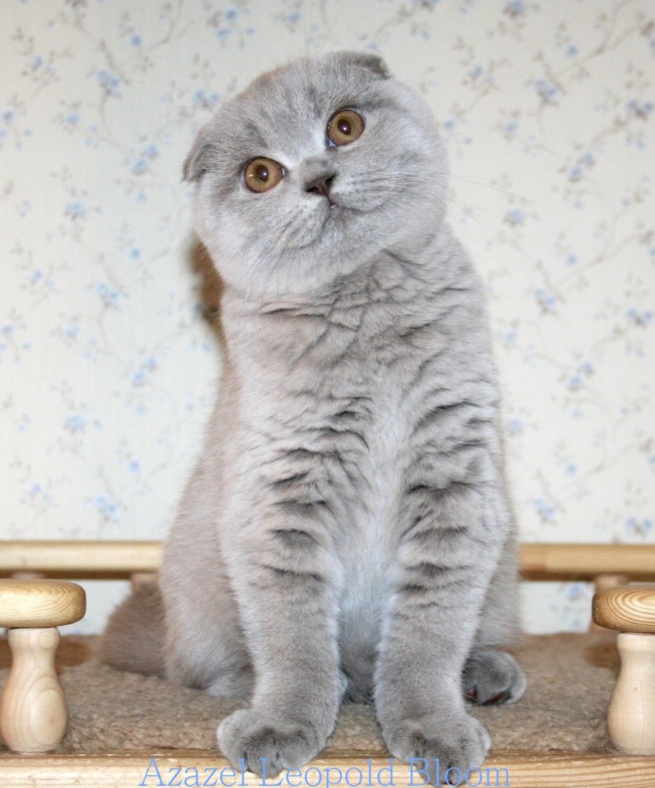 Шотландская вислоухая кошка лиловая