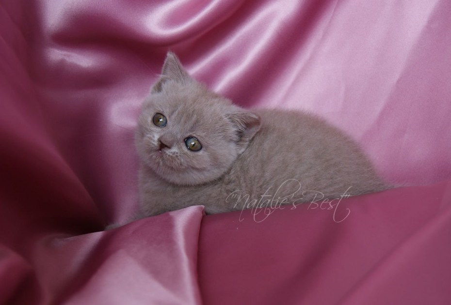 Лиловые котята скоттиш страйт