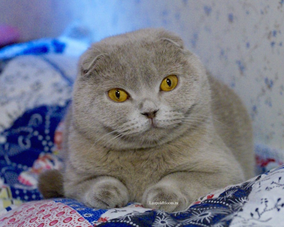 Лиловый шотландский скоттиш фолд