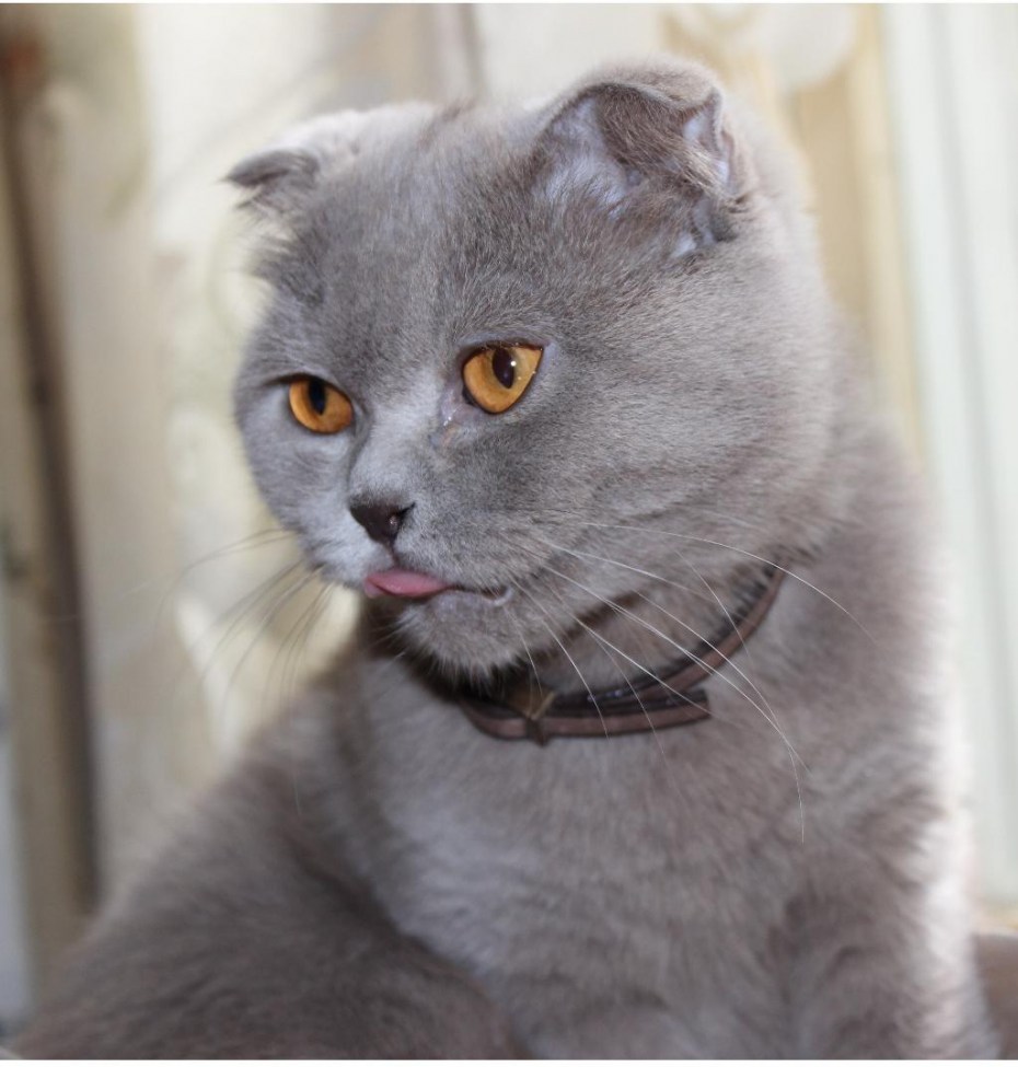 Скоттиш фолд лиловый
