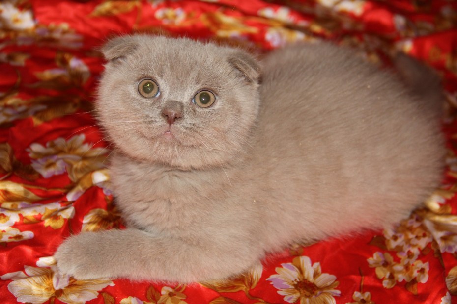 Чистокровные шотландцы котята