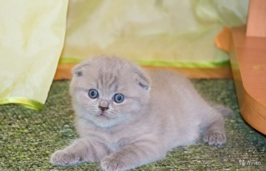 Котята Шотландские вислоухие лиловые