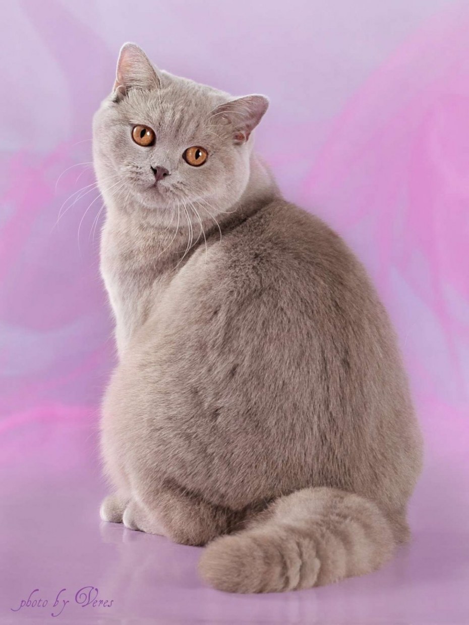 Лиловый британец кот