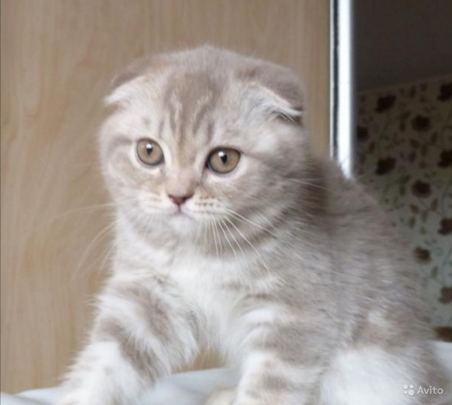 Скоттиш фолд лиловый мрамор