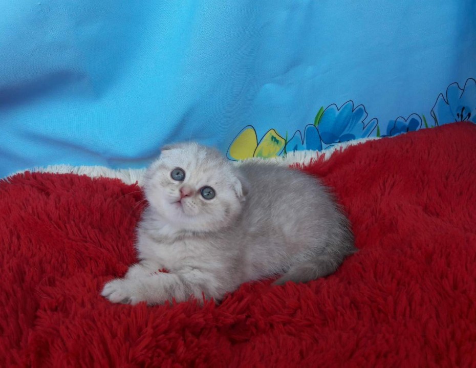 Шотландская вислоухая кошка серебристо-лилового окраса