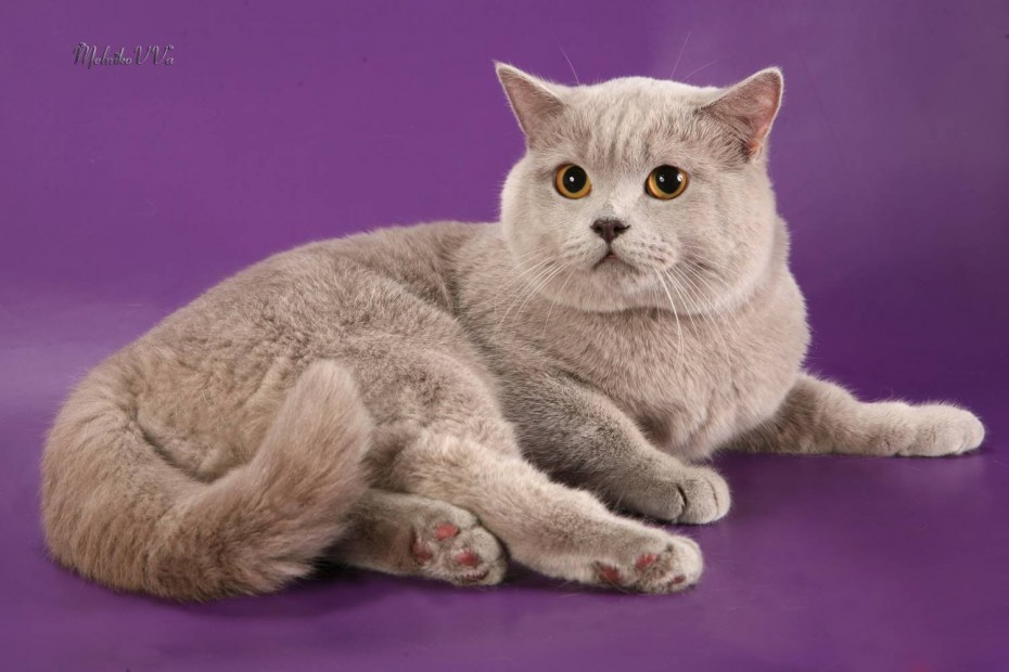 Скоттиш страйт лиловый