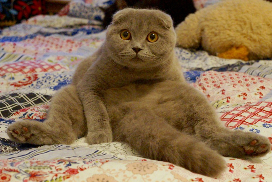 Скоттиш фолд лиловый котенок