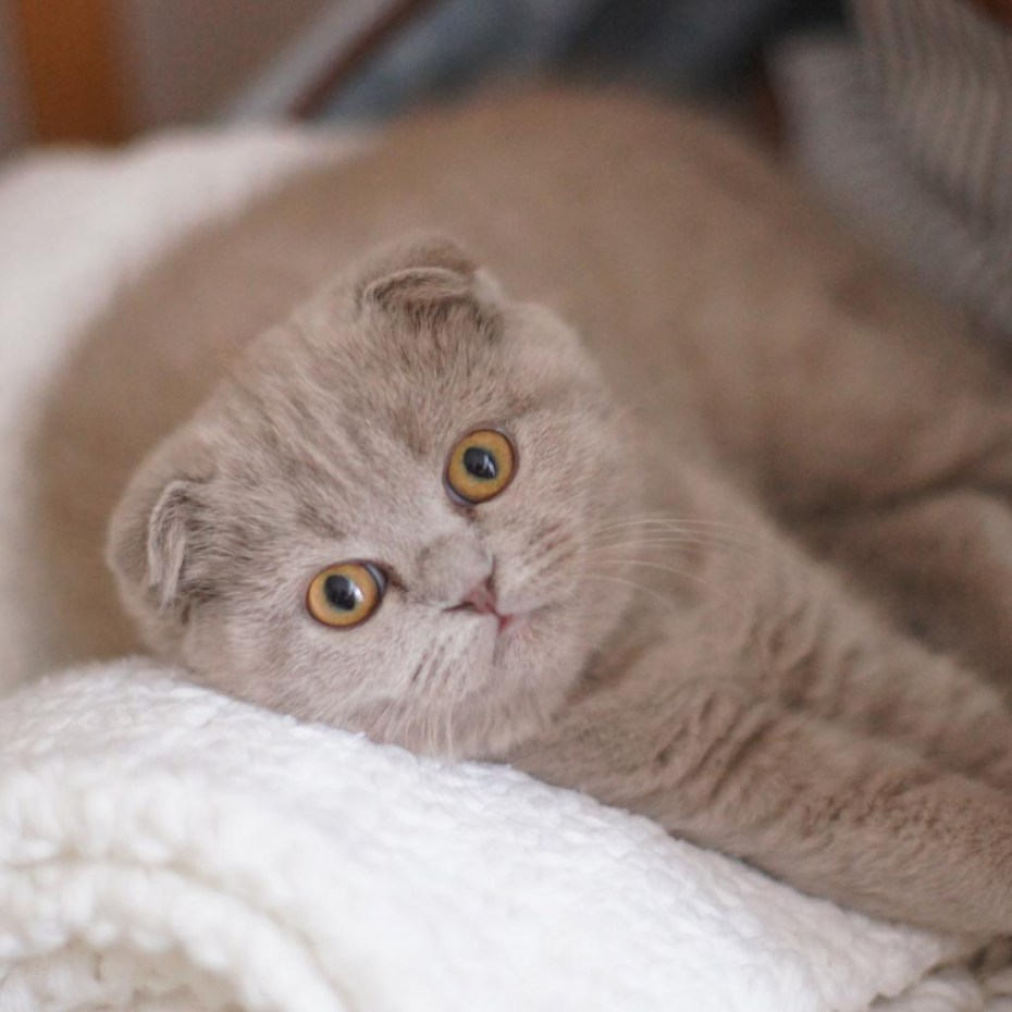 Лиловый шотландский скоттиш фолд
