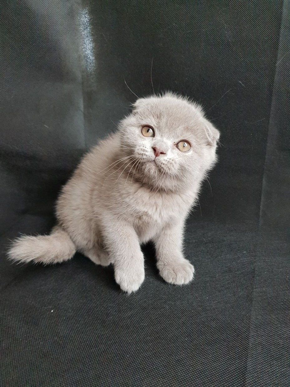 Лиловый шотландский скоттиш фолд