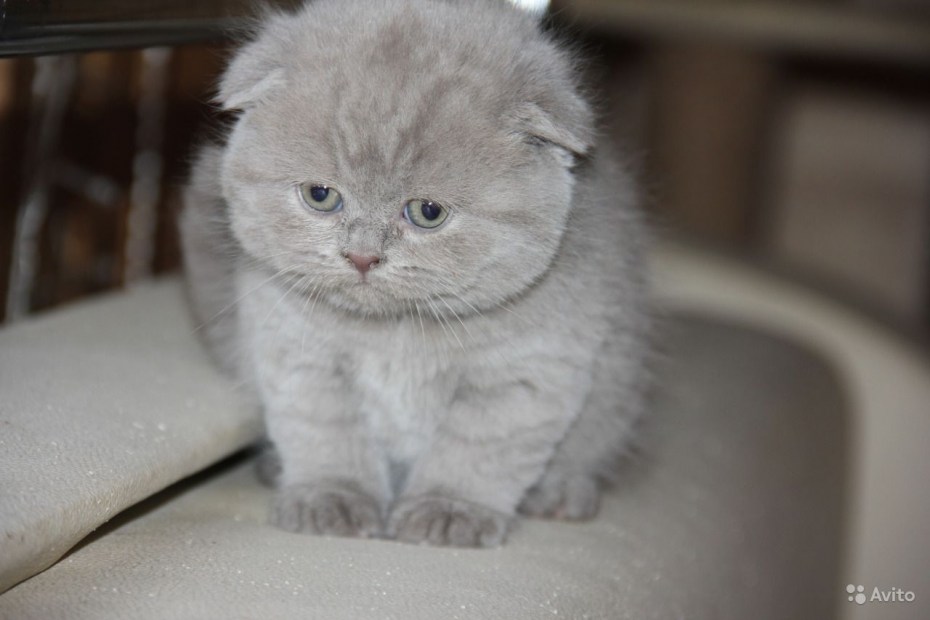 Имя кота шотландца лилового