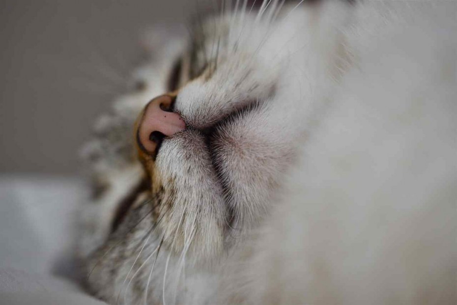 Кошачий нос