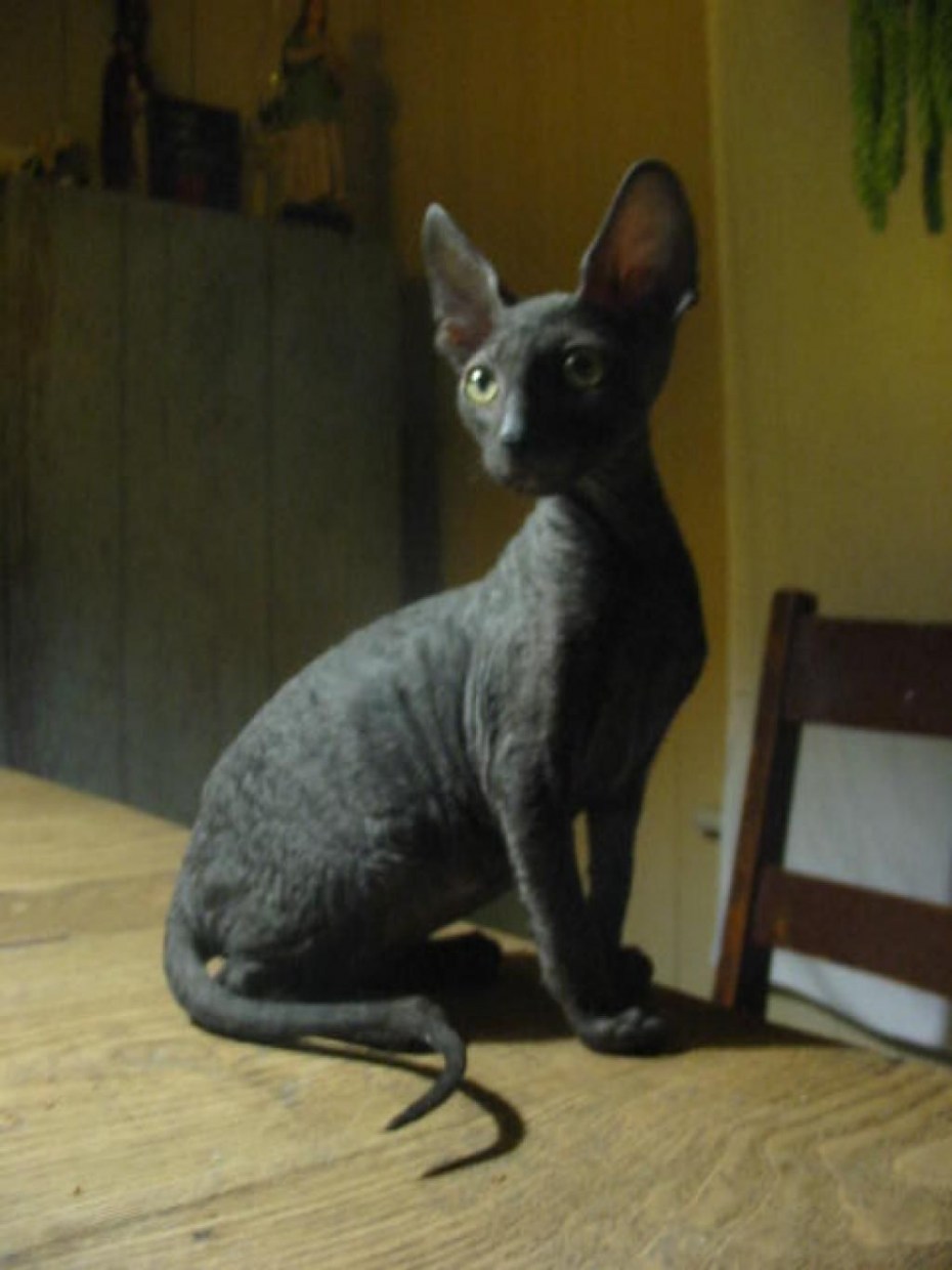 Корниш рекс кошка