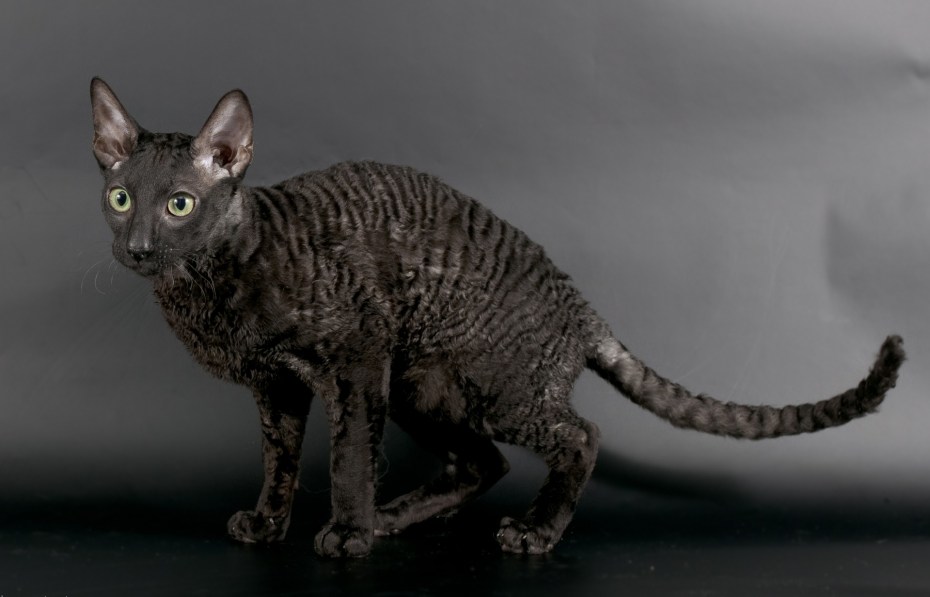 Корниш рекс кошка