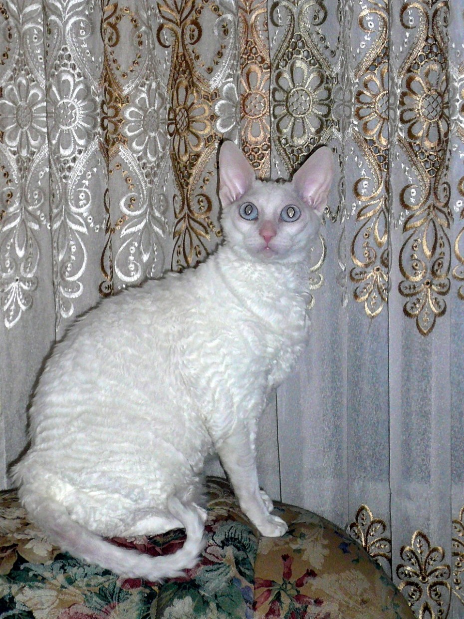 Корниш рекс кошка
